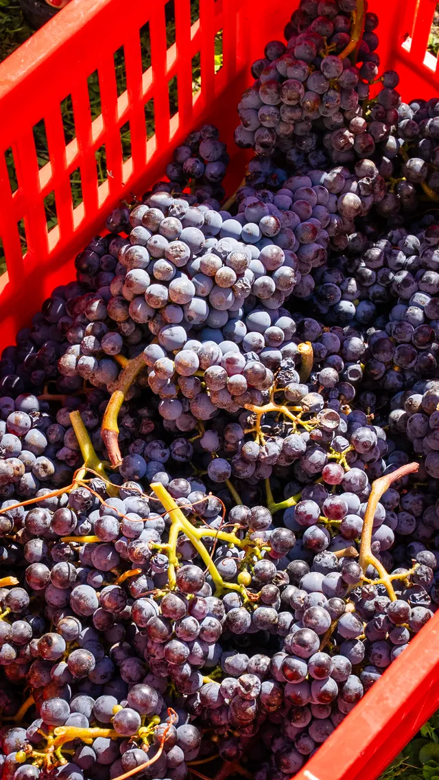Cassetta rossa piena di grappoli di uva nera appena vendemmiata