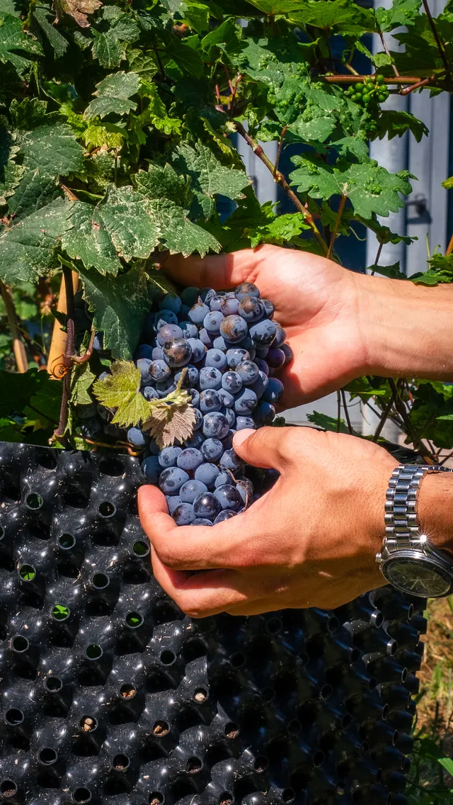 Due mani reggono un grappolo di uva nera sopra il vaso della vite