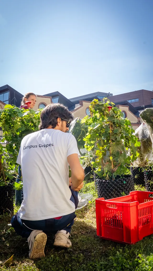 Una persona di spalle con la maglietta Campus Grapes raccoglie l'uva accanto alla cassetta