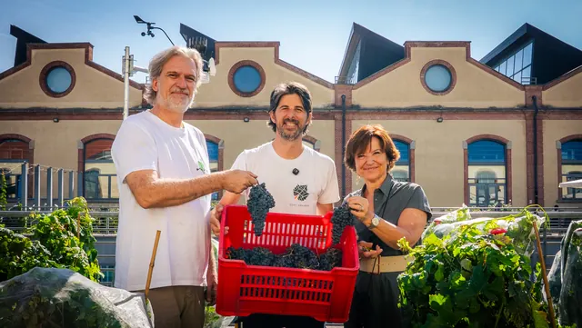 La vendemmia 2026 nella vigna Campus Grapes, al campus del Politecnico di Torino
