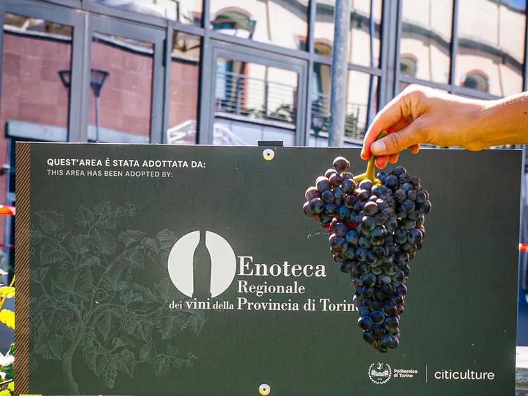 Il cartello «Quest'area è stata adottata da:» con il logo Enoteca Regionale dei vini della Provincia di Torino fra i filari