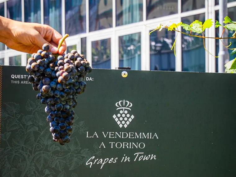 Il cartello «Quest'area è stata adottata da:» con il logo La Vendemmia a Torino · Grapes in Town fra i filari