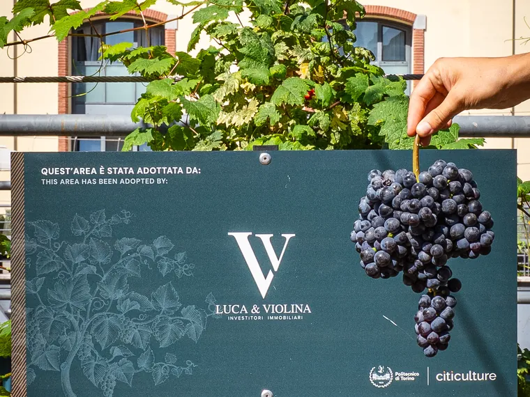 Il cartello «Quest'area è stata adottata da:» con il logo Luca e Violina fra i filari