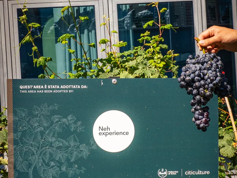 Il cartello «Quest'area è stata adottata da:» con il logo Neh Experience fra i filari